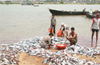 Mangaluru: Fish poisoining incident, worries scientists, �Ciguatera�